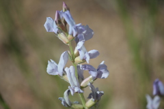 Oxytropis sericea