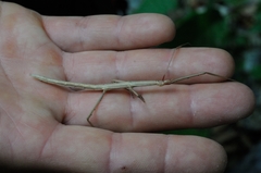 Clonopsis gallica
