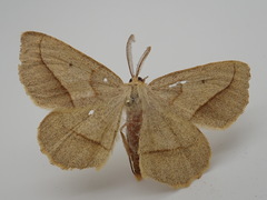 Euchlaena irraria