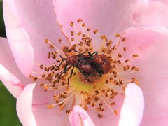 Merhynchites bicolor