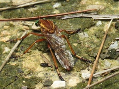 Diogmites crudelis