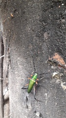 Callichroma holochlorum