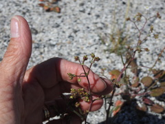 Ivesia santolinoides