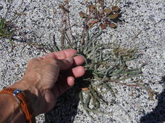 Ivesia santolinoides