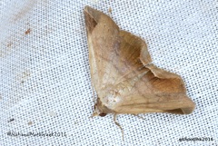 Psimada quadripennis