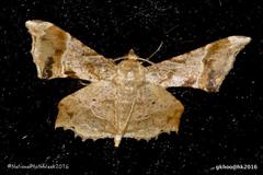 Krananda oliveomarginata