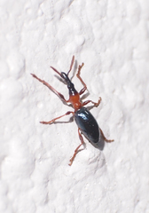Cylas formicarius