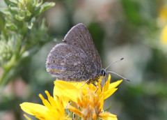 Satyrium semiluna