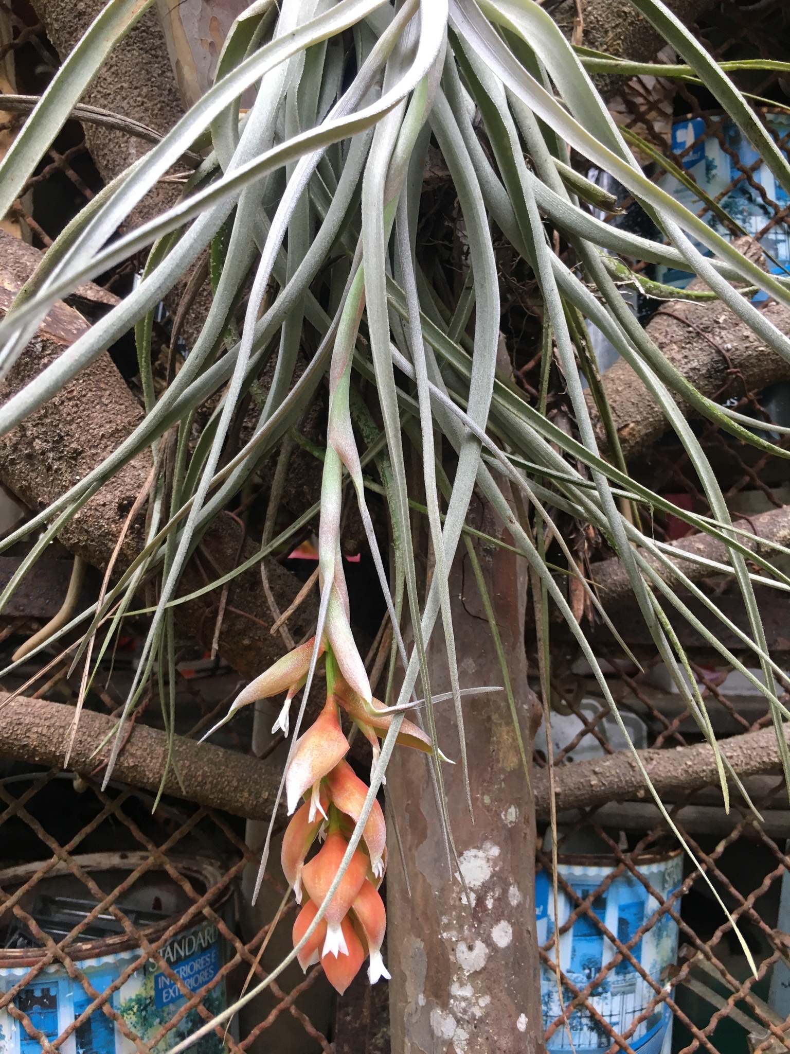 Tillandsia pohliana