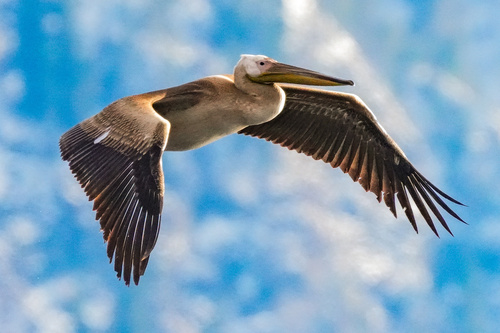 Pélican blanc