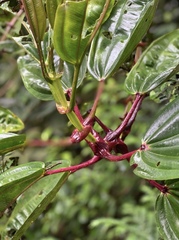 Meriania nobilis
