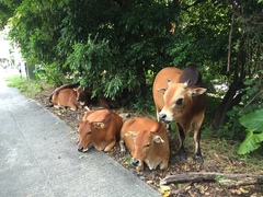 Bos