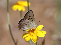 Tharsalea nivalis