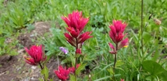 Castilleja parviflora