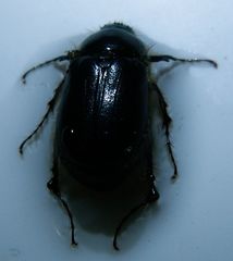 Elaphocera