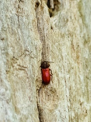 Zenodosus sanguineus