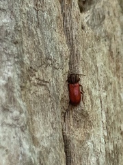 Zenodosus sanguineus