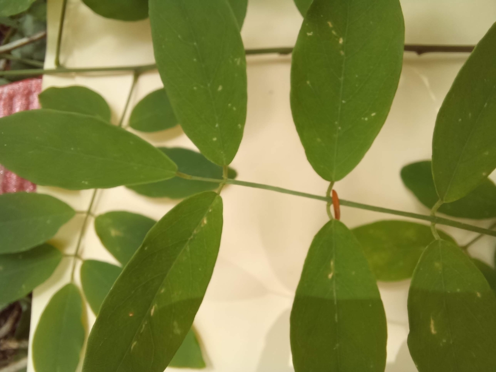 Coursetia elliptica