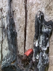 Zenodosus sanguineus