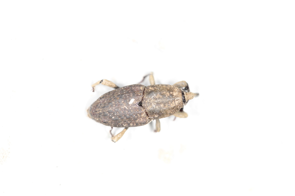 Southern Corn Billbug from Franklin County, MO, USA on November 16 ...