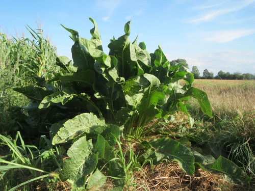 Valgomasis krienas nuotrauka