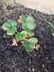 Fragaria × ananassa