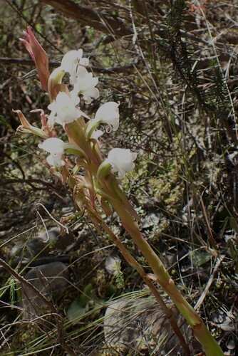 Image of Thin Satyre (Satyrium acuminatum) by (c) Karen Eichholz, some rights reserved (CC BY)