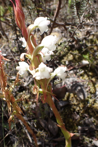 Image of Thin Satyre (Satyrium acuminatum) by (c) Karen Eichholz, some rights reserved (CC BY)