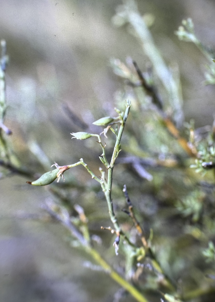 Coursetia insomniifolia