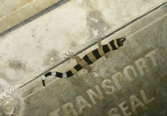 Sphaerodactylus torrei