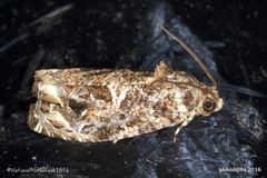 Sycacantha