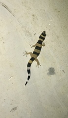 Sphaerodactylus torrei