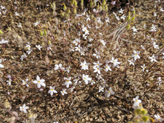 Nemacladus longiflorus