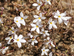 Nemacladus longiflorus