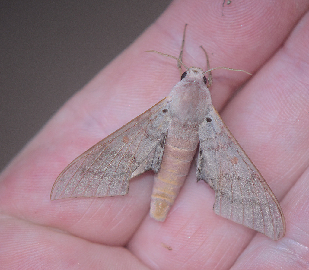 Neopolyptychus ancylus