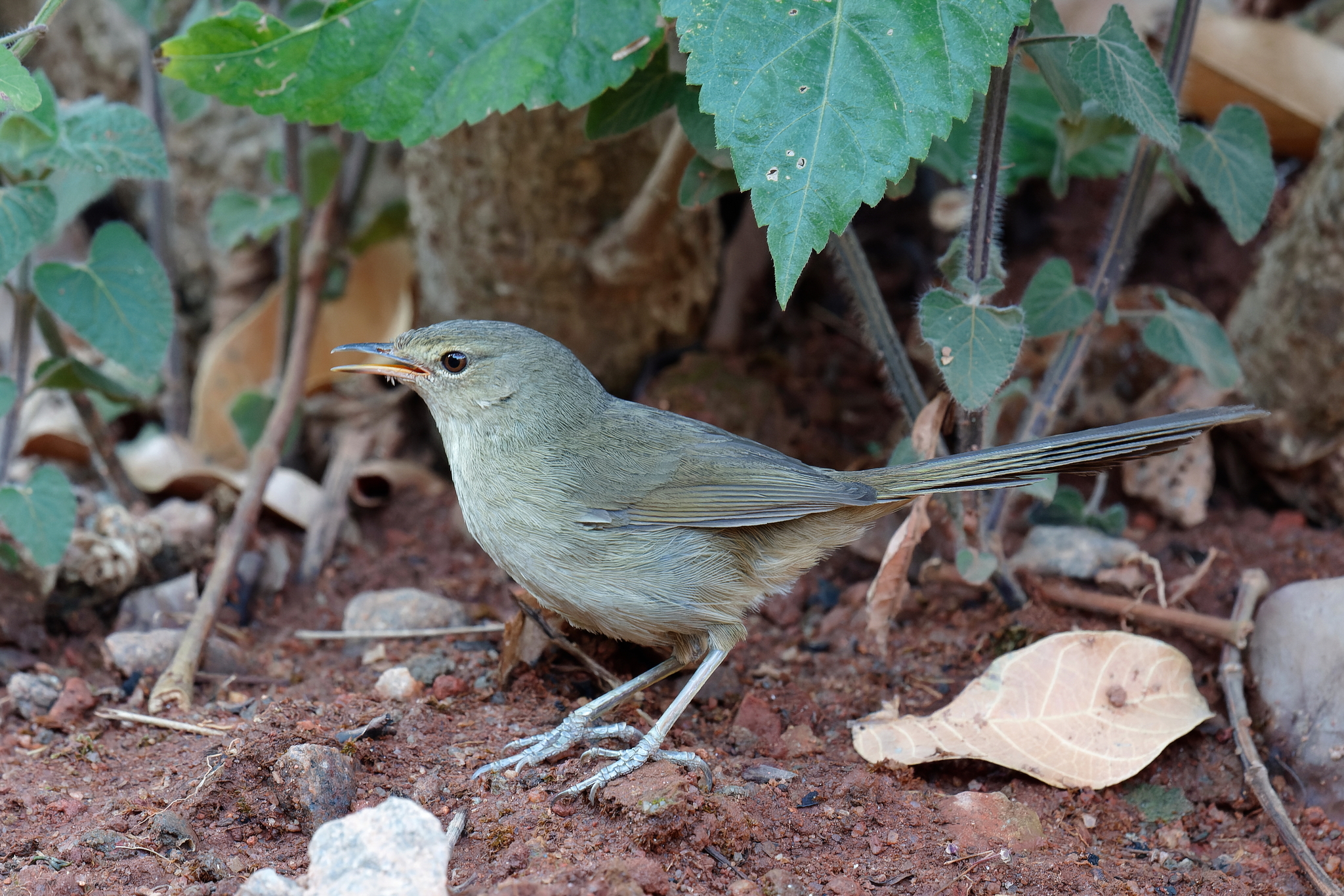 Malagasy Brush Warbler (Nesillas typica), photo 4