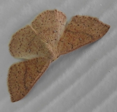 Cyclophora dataria