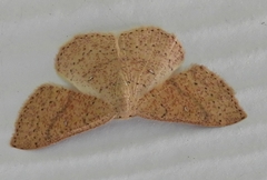 Cyclophora dataria