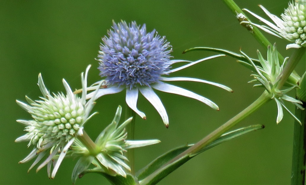 Eryngium aquaticum