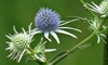 Marsh Rattlesnake Master - Photo (c) j_appleget, some rights reserved (CC BY-NC), uploaded by j_appleget