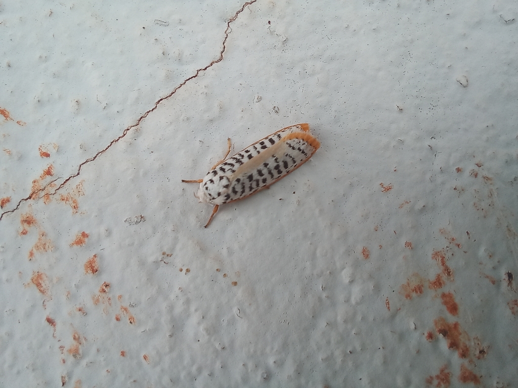 Stenoma picta