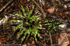 Lygodium articulatum