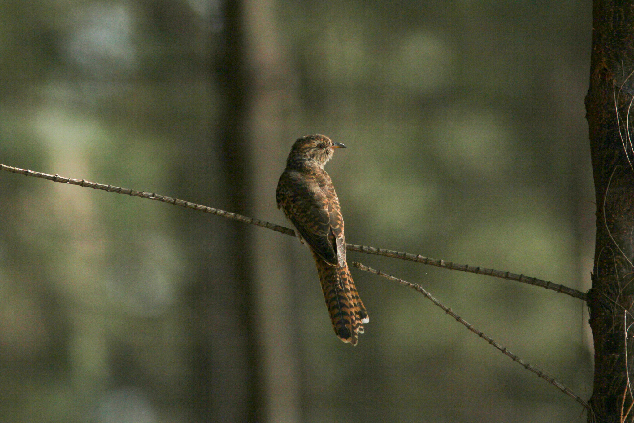 Plaintive Cuckoo