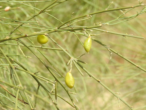 Image of Retama monosperma by (c) Duarte Frade, some rights reserved (CC BY)