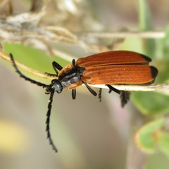 Lygistopterus ignitus