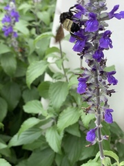Bombus pensylvanicus image
