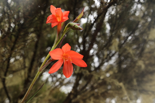 Gladiolus watsonioides image