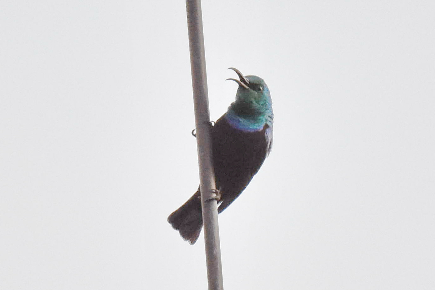 Malagasy Green Sunbird (Cinnyris notatus), photo 9