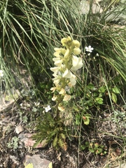Pedicularis contorta
