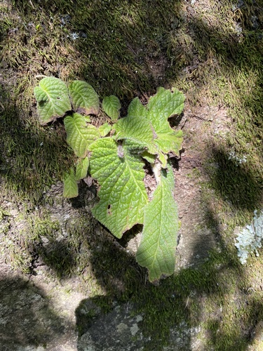Streptocarpus silvaticus, photograph 6